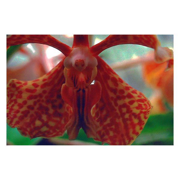 Orchid Interior part